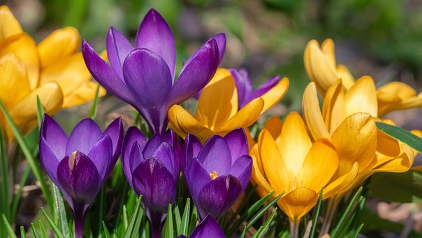 Kwiat, Krokus, Wiosna, Wiosenny Kwiat