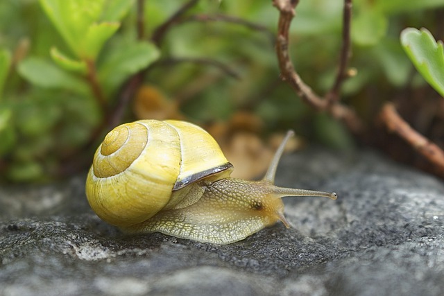 Page 2 - 30,000+ Free Motion Sensor Light & Snail Images - Pixabay