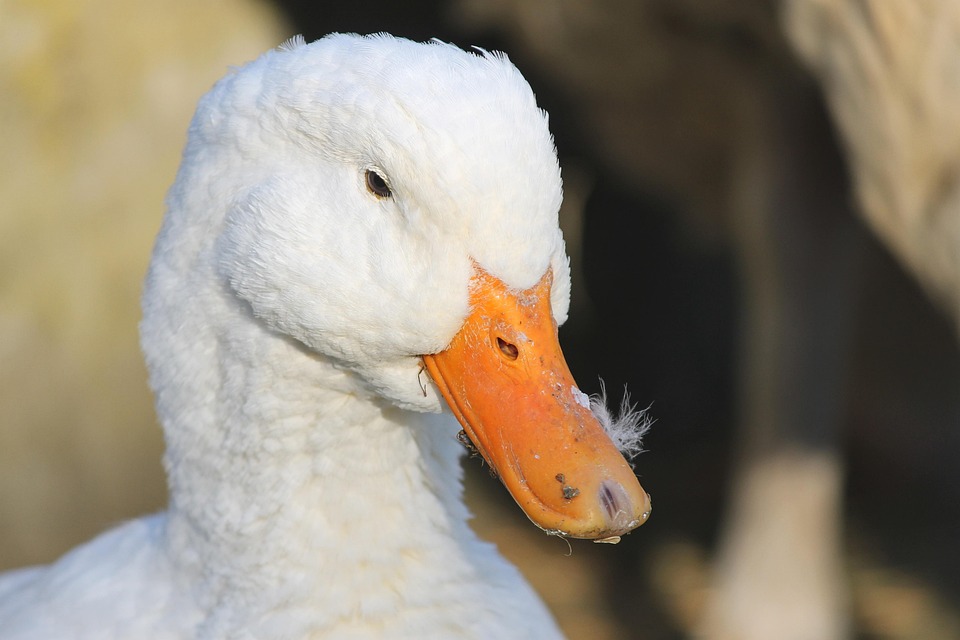 87 Gambar Rumah Bebek Paling Keren 87 Gambar Rumah Bebek Paling Keren