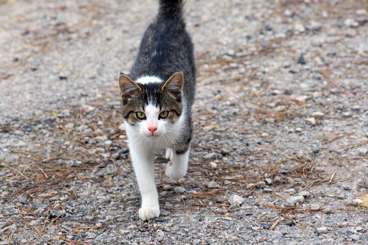 Cat - free online jigsaw puzzle photo