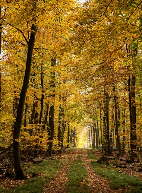 Herbst, Wald, Herbstlaub, Herbstlicht
