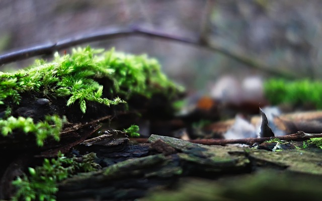 Musgo, Natureza, Floresta