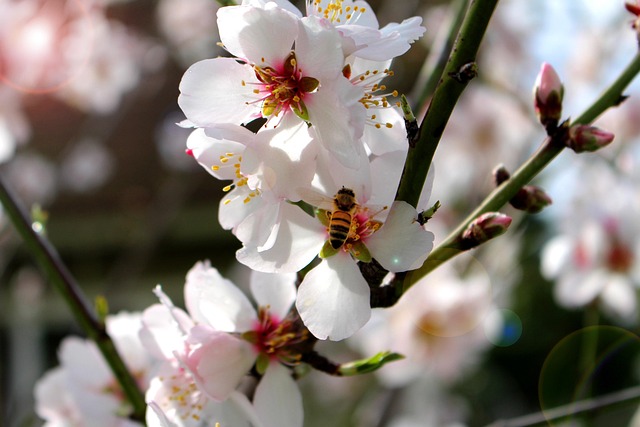 Abeja, Florecer, Primavera, Flor