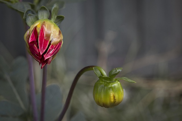 Dahlie, Rot, Garten, Schöne Blumen