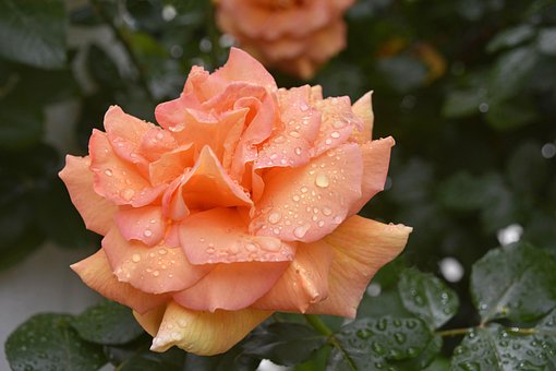 Free Flower Pink photo and picture