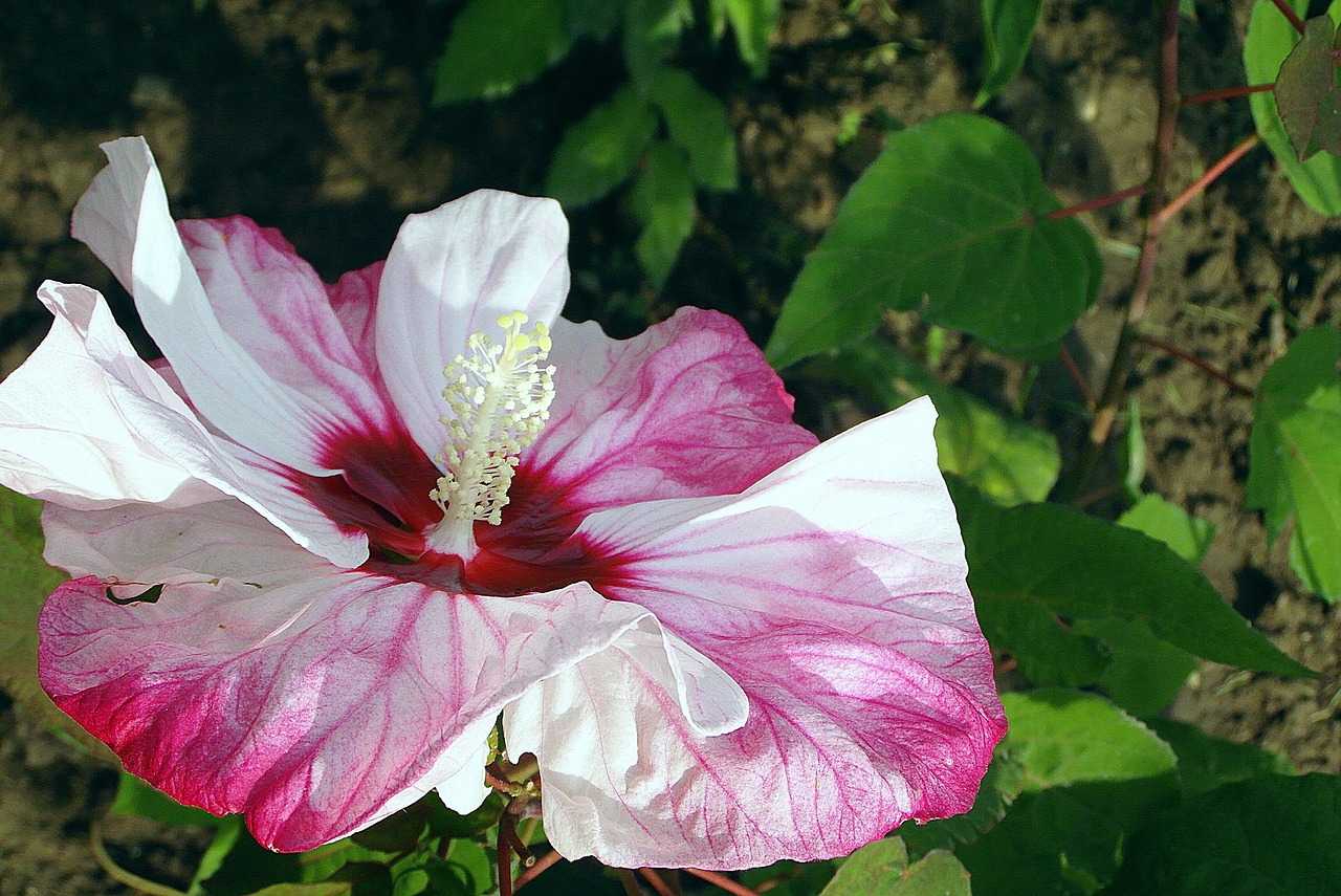 4,000+ Free Hibiscus & Nature Images - Pixabay