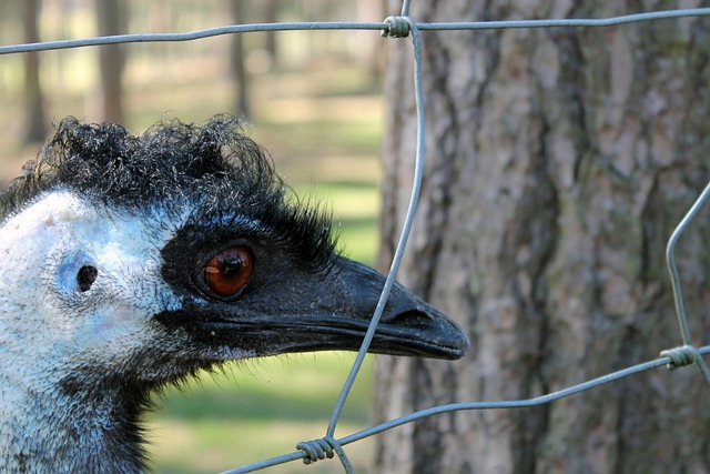 Free Animal Nature photo and picture