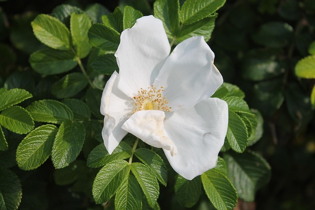 Free Flower Spring photo and picture