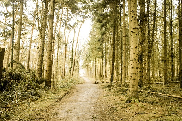 Free Forest Monochrome photo and picture