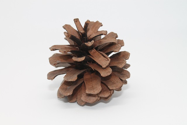 Free Pinecone Macro photo and picture