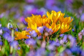 Crocus, Flower, Blossom, Bloom