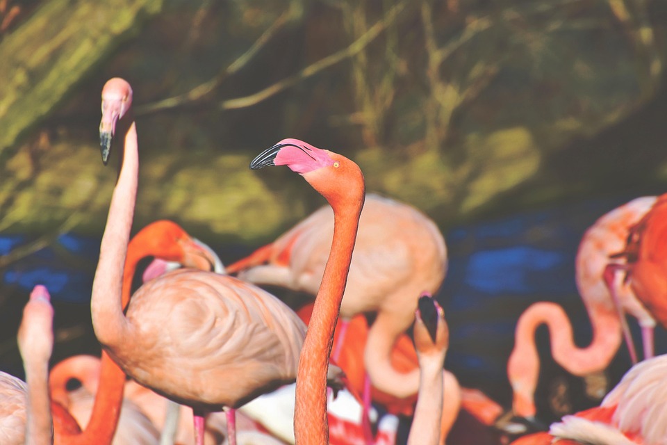 Flamingo Putih Burung Foto Gratis Di Pixabay