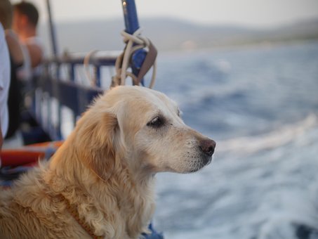 Cachorro, Mar, Cres, Agua