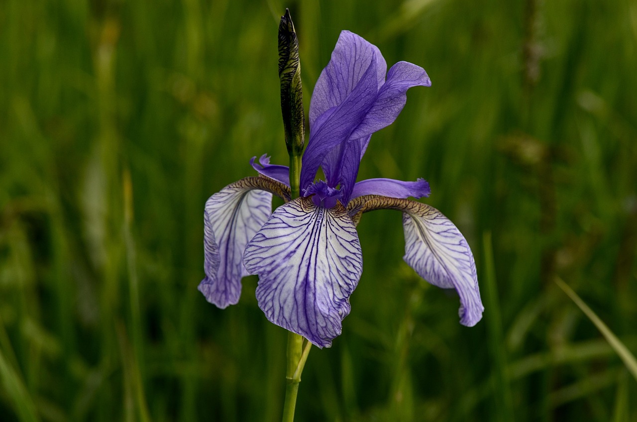 Iris Lily Sword Free photo on Pixabay Pixabay