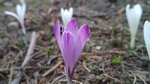 Free Flower Violet photo and picture