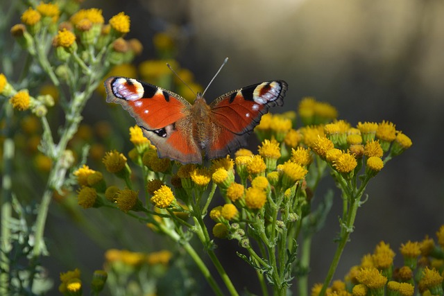 Free Butterfly Nature photo and picture