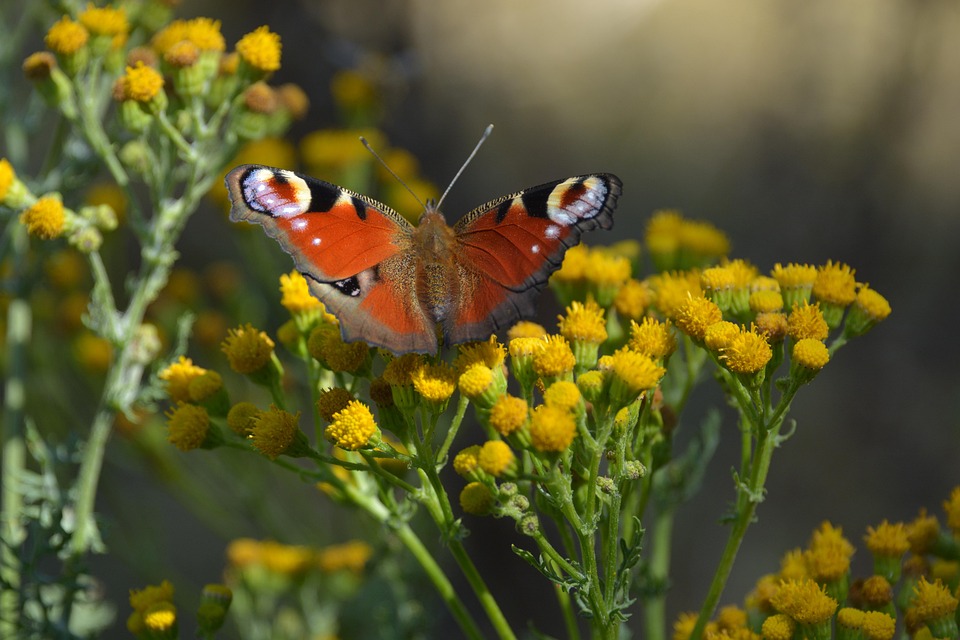  Schmetterling Natur - Kostenloses Foto auf Pixabay Illustration 
