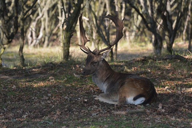 Free Deer Forest photo and picture