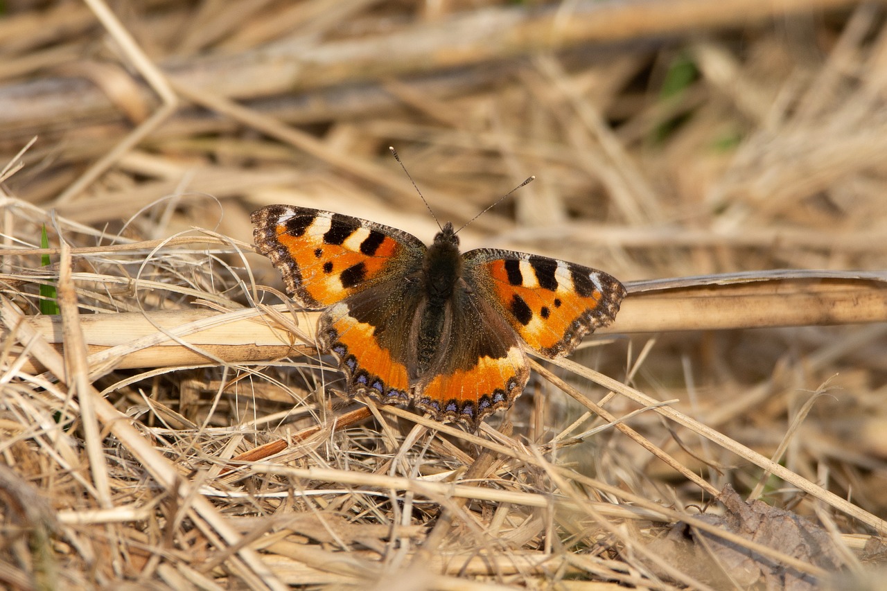 Papillon La Nature Ailes Photo gratuite sur Pixabay Pixabay — free download