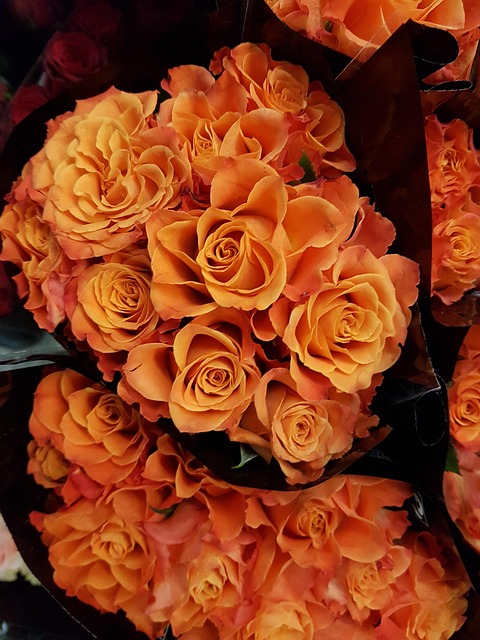 Free Roses Flowers photo and picture