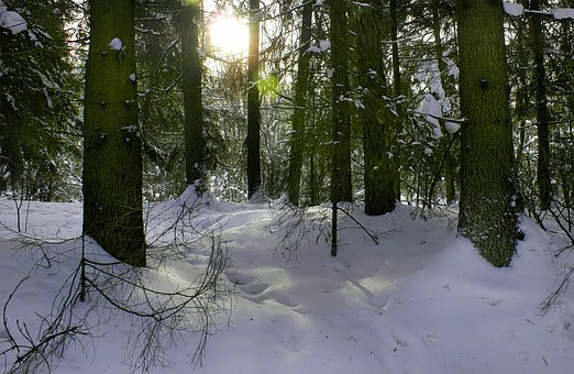 Wald, Schnee, Winter, Winterferien