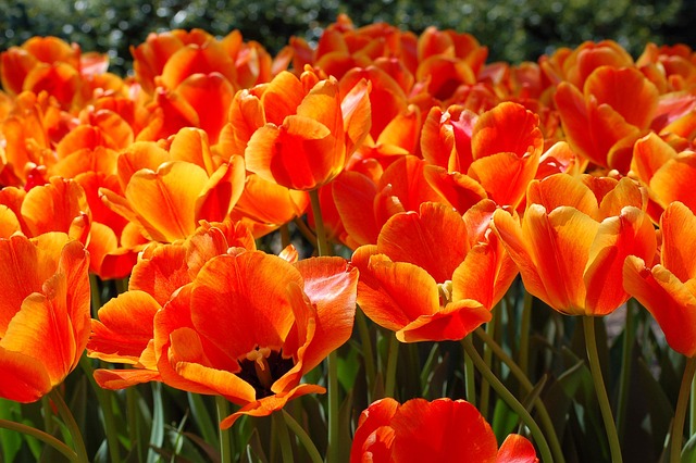 De Lente, Kleur, Bloem Achtergrond