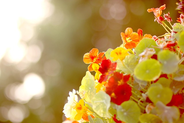 Free Flower Spring Flowers photo and picture