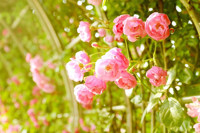 Free Rose Vine photo and picture