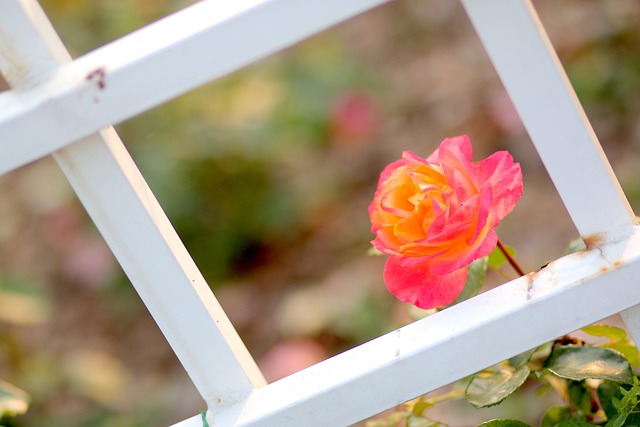Free Rose Nature photo and picture