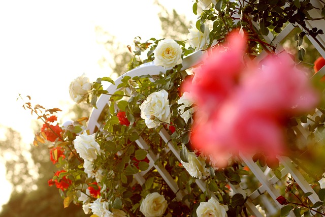 Free Rose Vine photo and picture