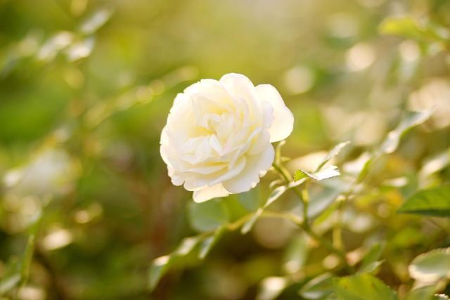 Free Rose White photo and picture