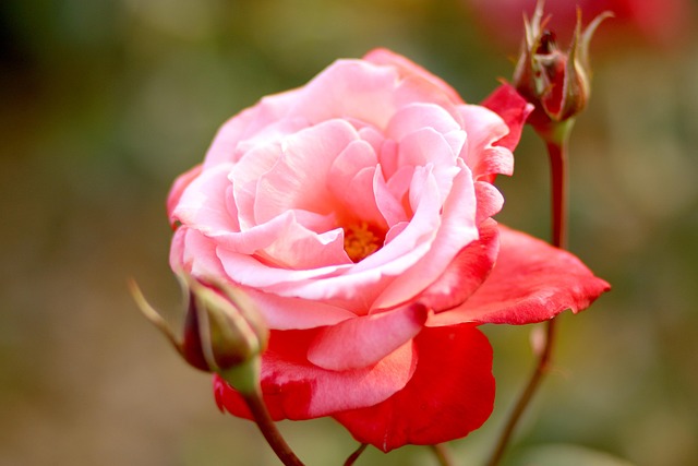 Free Rose Pink photo and picture