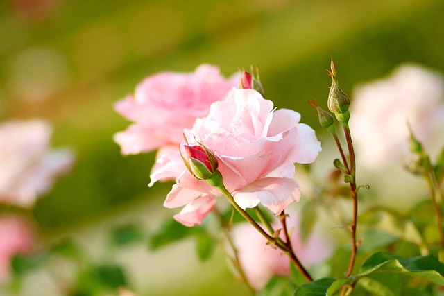 Free Rose Pink photo and picture
