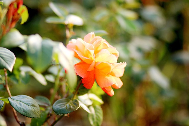 Free Rose Yellow photo and picture