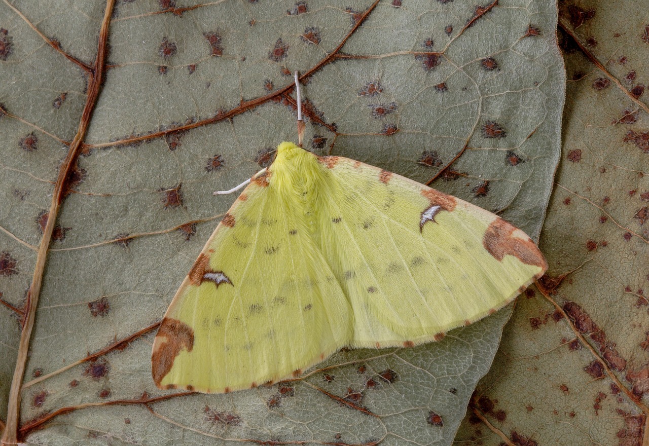 Moth - free online jigsaw puzzle photo