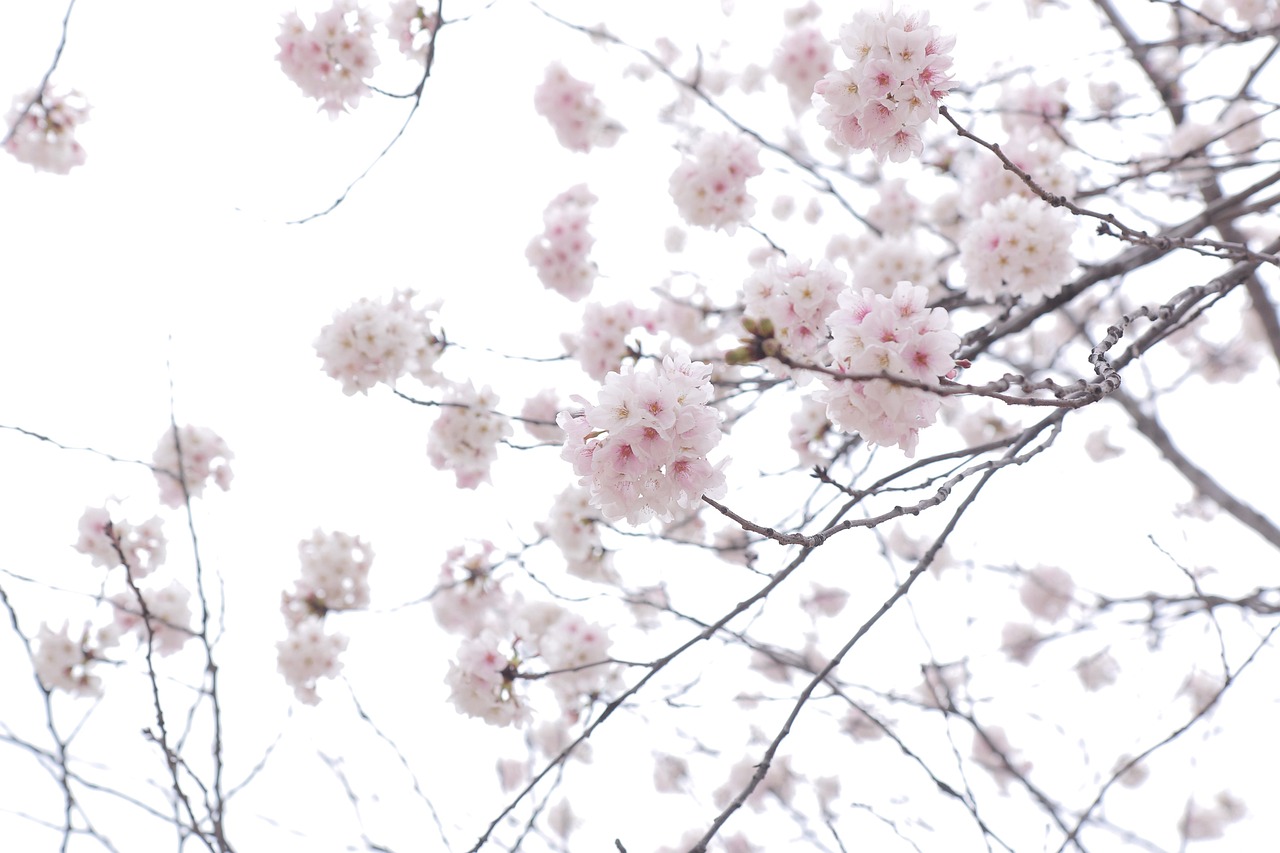 Plus De 400 000 Photos Gratuites De 4K Wallpaper Sakura Tree Et De 