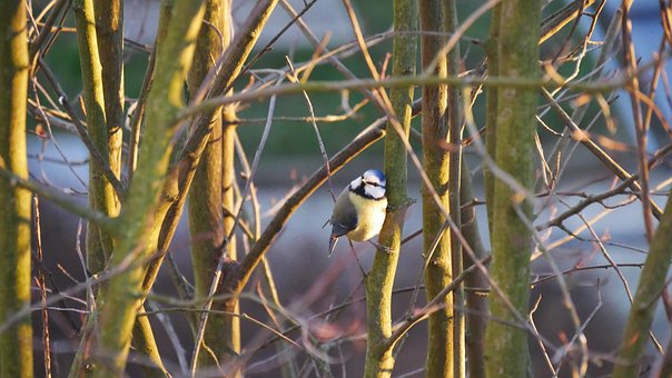 Free Blue Tit Bird photo and picture
