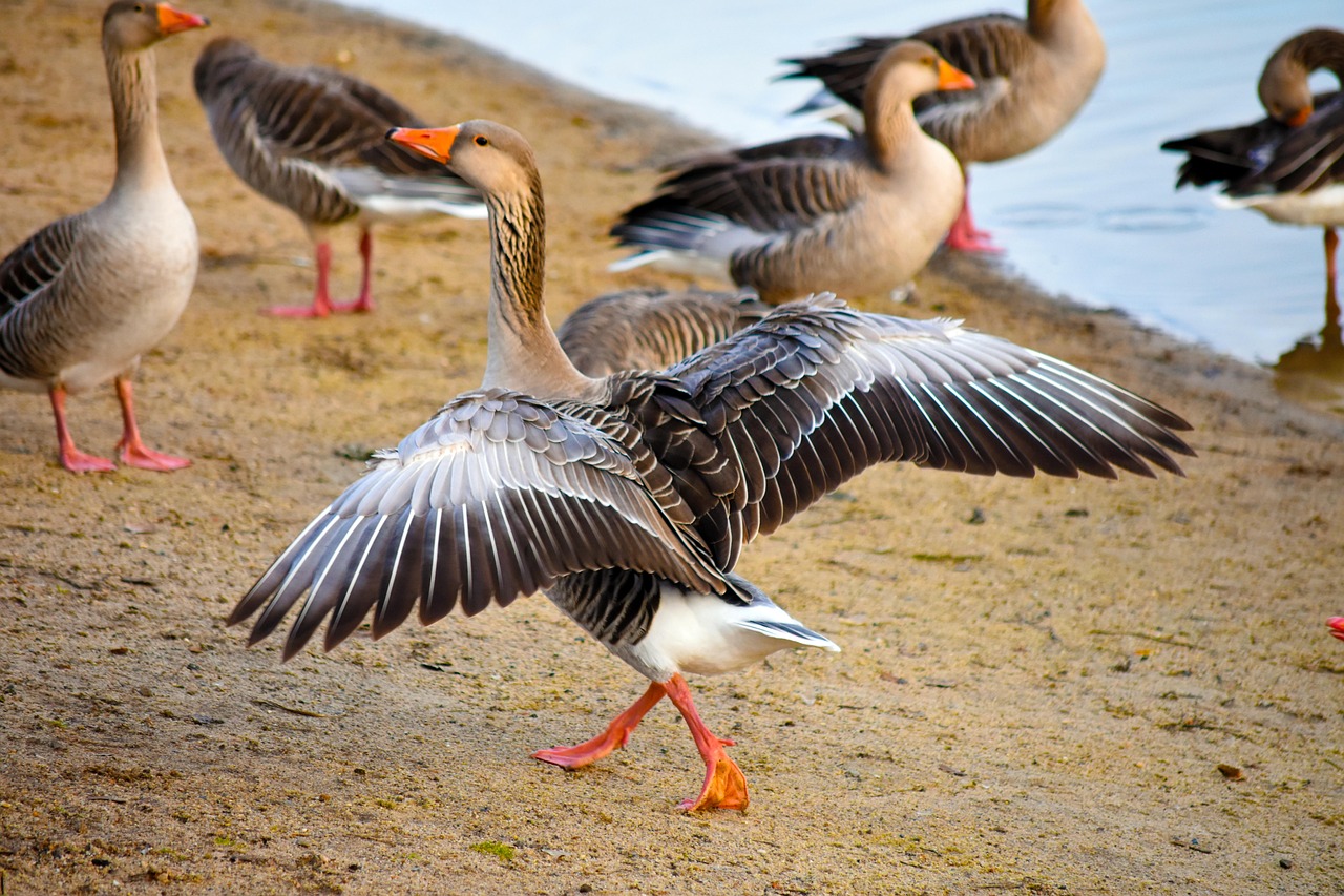 Geese Birds At Free photo on Pixabay Pixabay