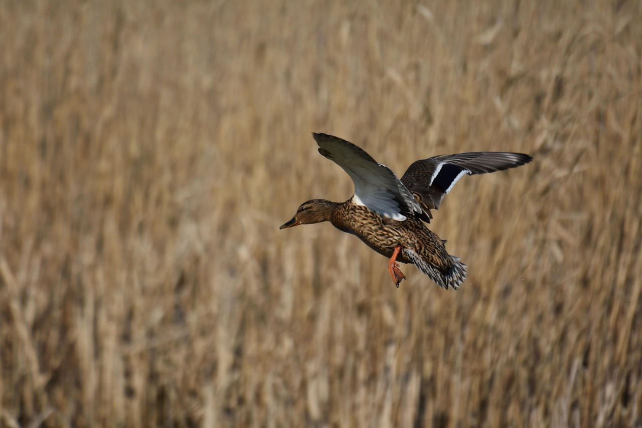 600+ Free Teal & Nature Images - Pixabay