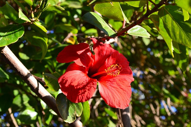 Fleur Rouge Maroc - Photo gratuite sur Pixabay