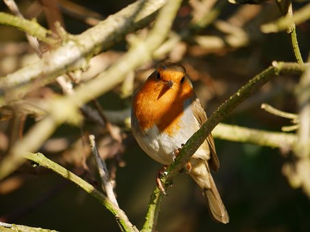Dyreliv, Natur, Robin, Vild, Fugle