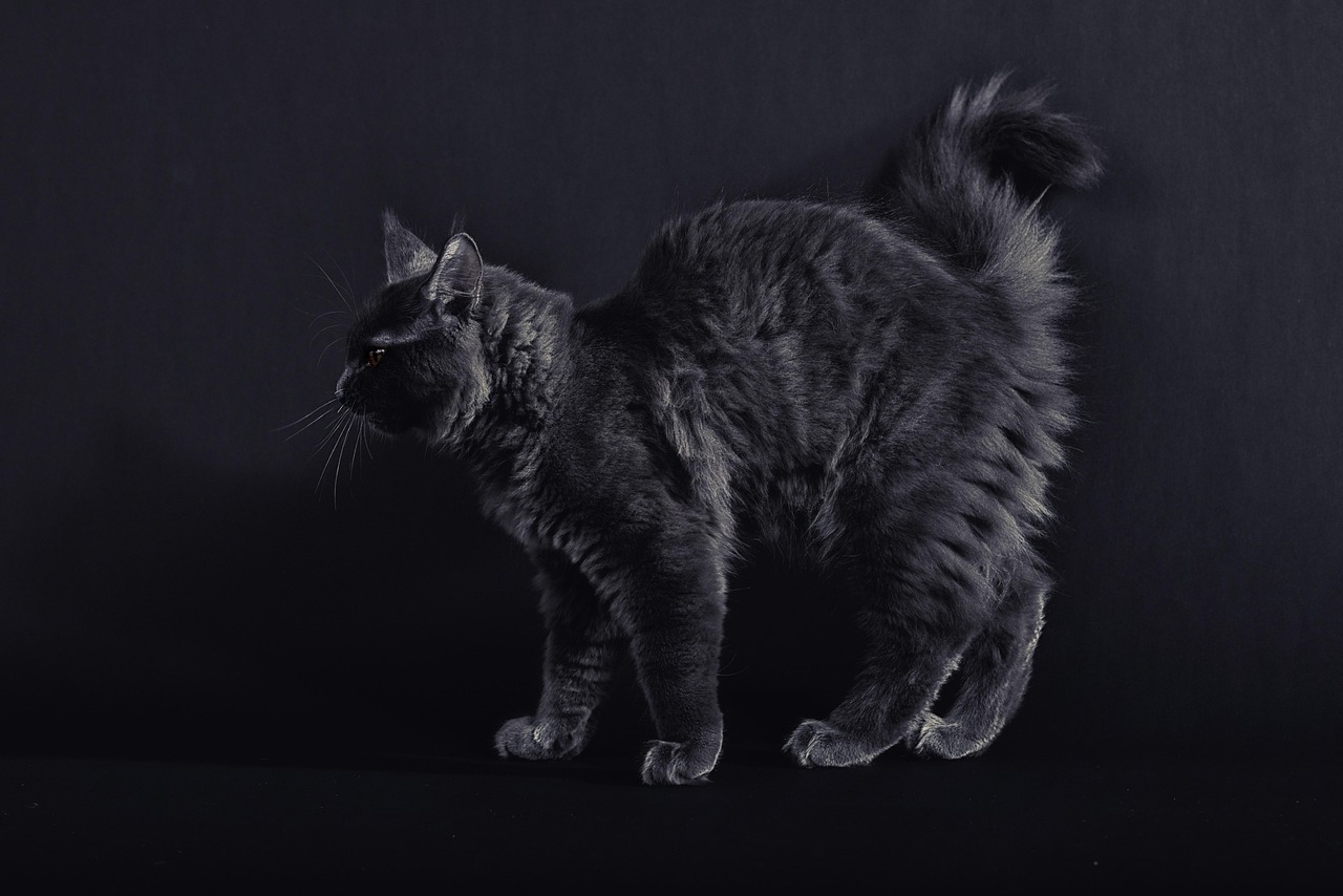 Cat - free online jigsaw puzzle photo
