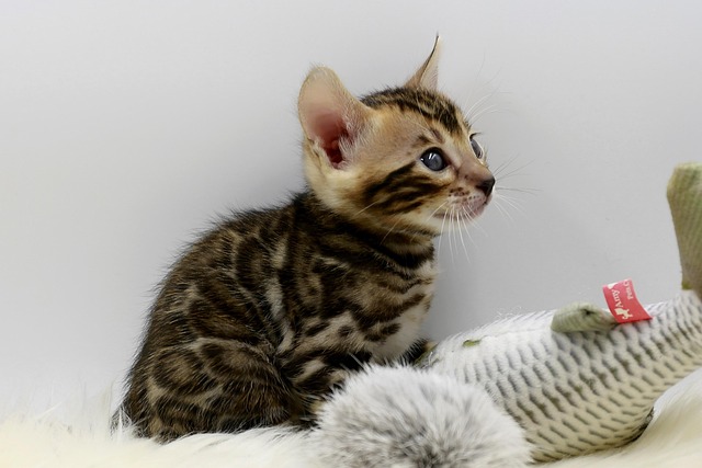 Katze, Tier, Tiger, Gefährlich