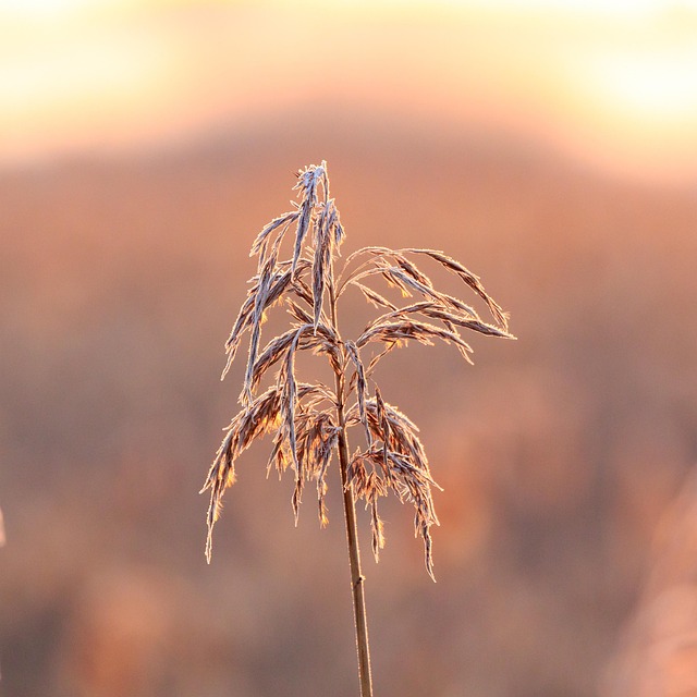 Sun Rip Nature Morning Sun Ripe - Free photo on Pixabay - Pixabay