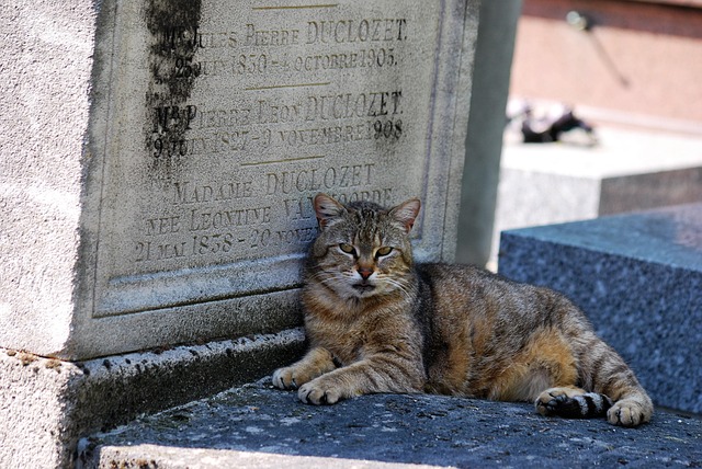 Free Cat Animal photo and picture
