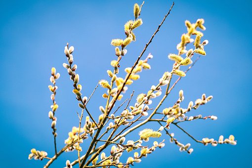 超过500 张关于 柳絮 和 春天 的免费图片 Pixabay