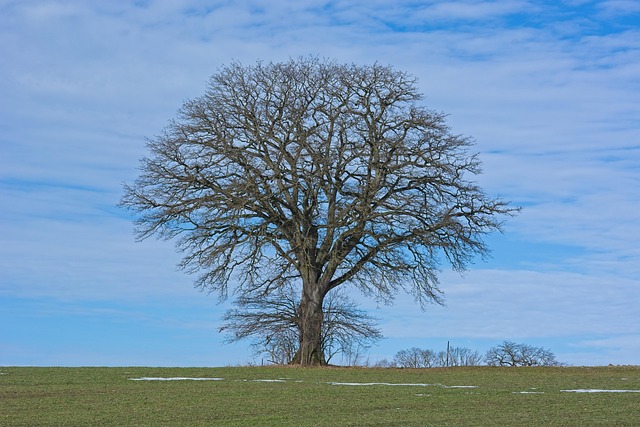 Free Tree Individually photo and picture