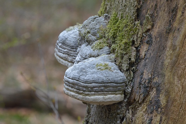 Free Forest Autumn photo and picture