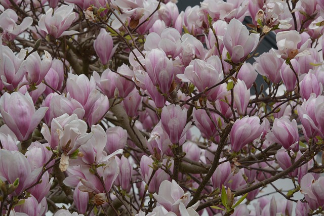 Free Magnolia Flowers photo and picture