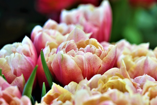 Tulpen, Blumen, Natur, Feder, Garten